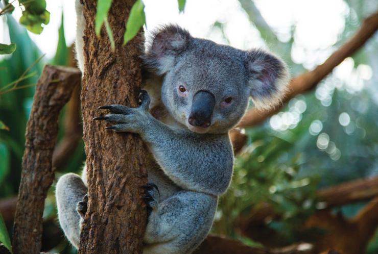 Koala at WILD LIFE Sydney Zoo, Sydney, New South Wales © Tourism Australia Koala at WILD LIFE Sydney Zoo, Sydney, New South Wales © Tourism Australia